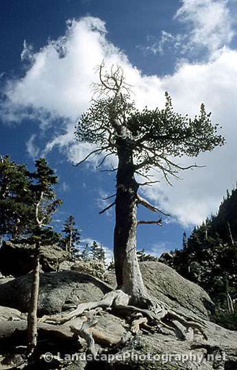 Lone Tree, Rocky Mountain National Park