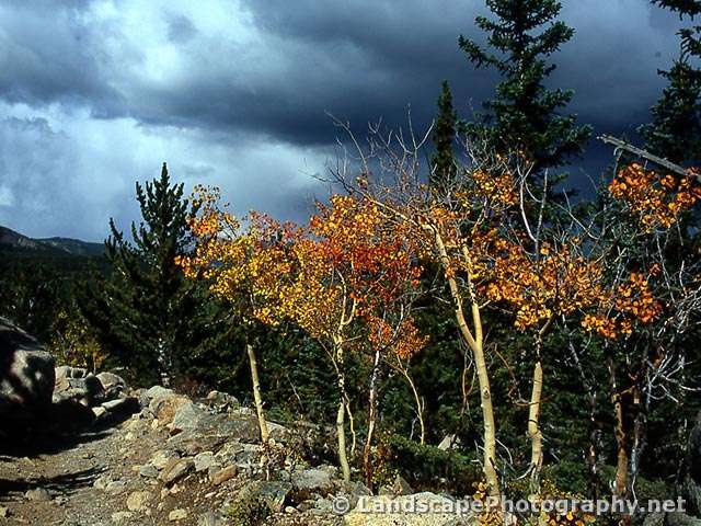 Vivid fall foliage, Rocky Mountain National Park