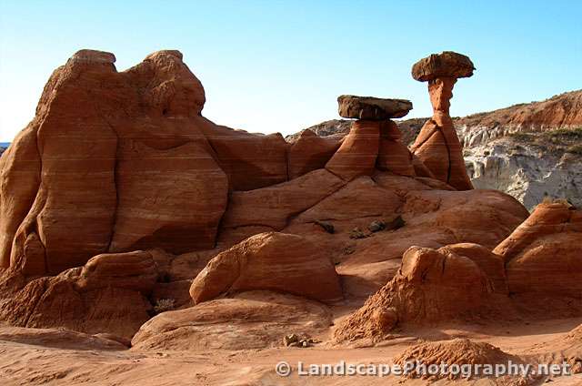 The Toadstools