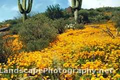 Sonoran Desert Wildflowers, Arizona