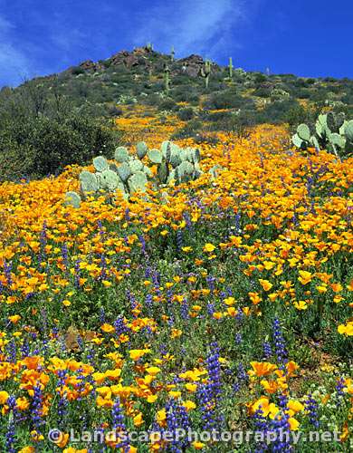 Sonoran Desert Wildflowers, Arizona