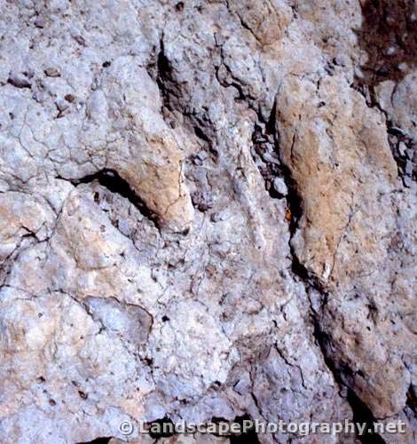Dinosaur Footprint, North Creek, Zion National Park, Utah
