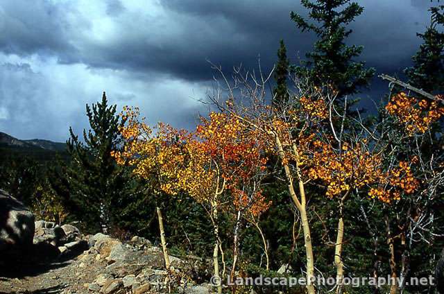 Fall Foliage, Rocky Mountain National Park, Colorado